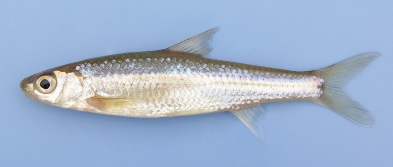 11 cm spottail shiner.