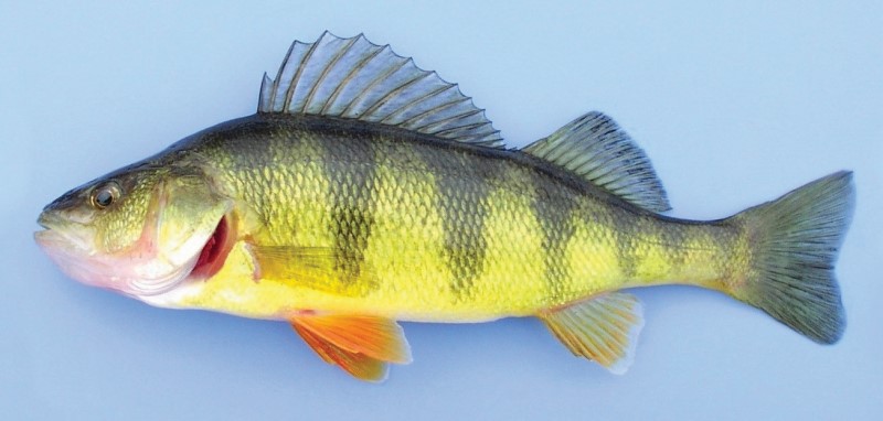 Yellow perch.