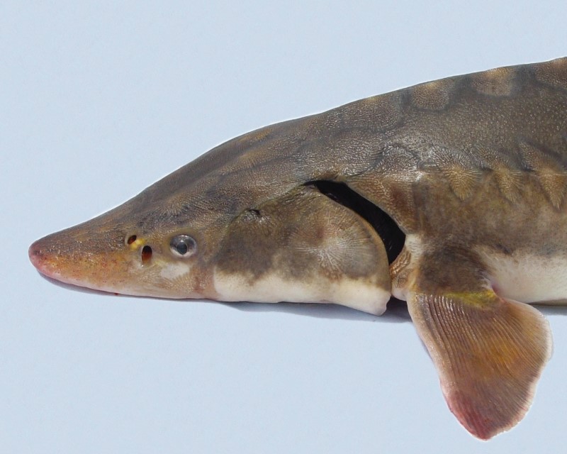 Close-up of a shortnose sturgeon head.