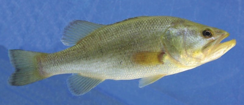 30 cm largemouth bass.