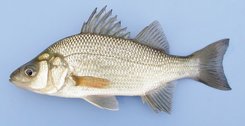 22 cm white perch.