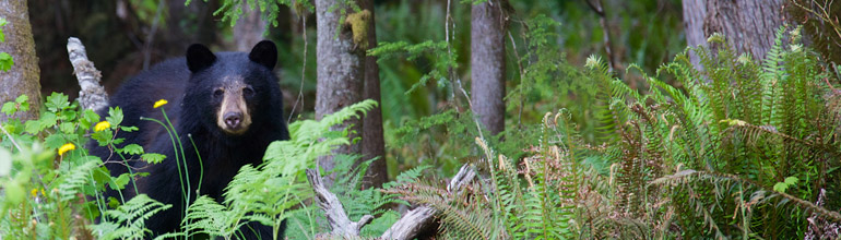 Black Bear header