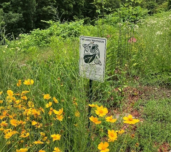 Monarch butterfly waystation and pollinator garden along the Hop River State Park rail trail in Andover, CT. Photo courtesy of Andover Conservation Commission / Hank Gruner.