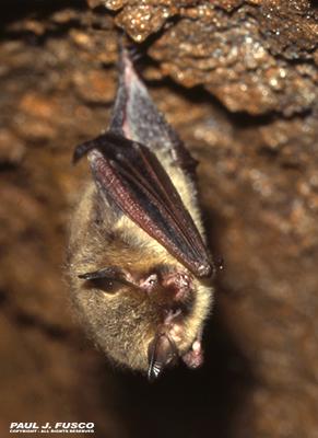 Northern long-eared bat