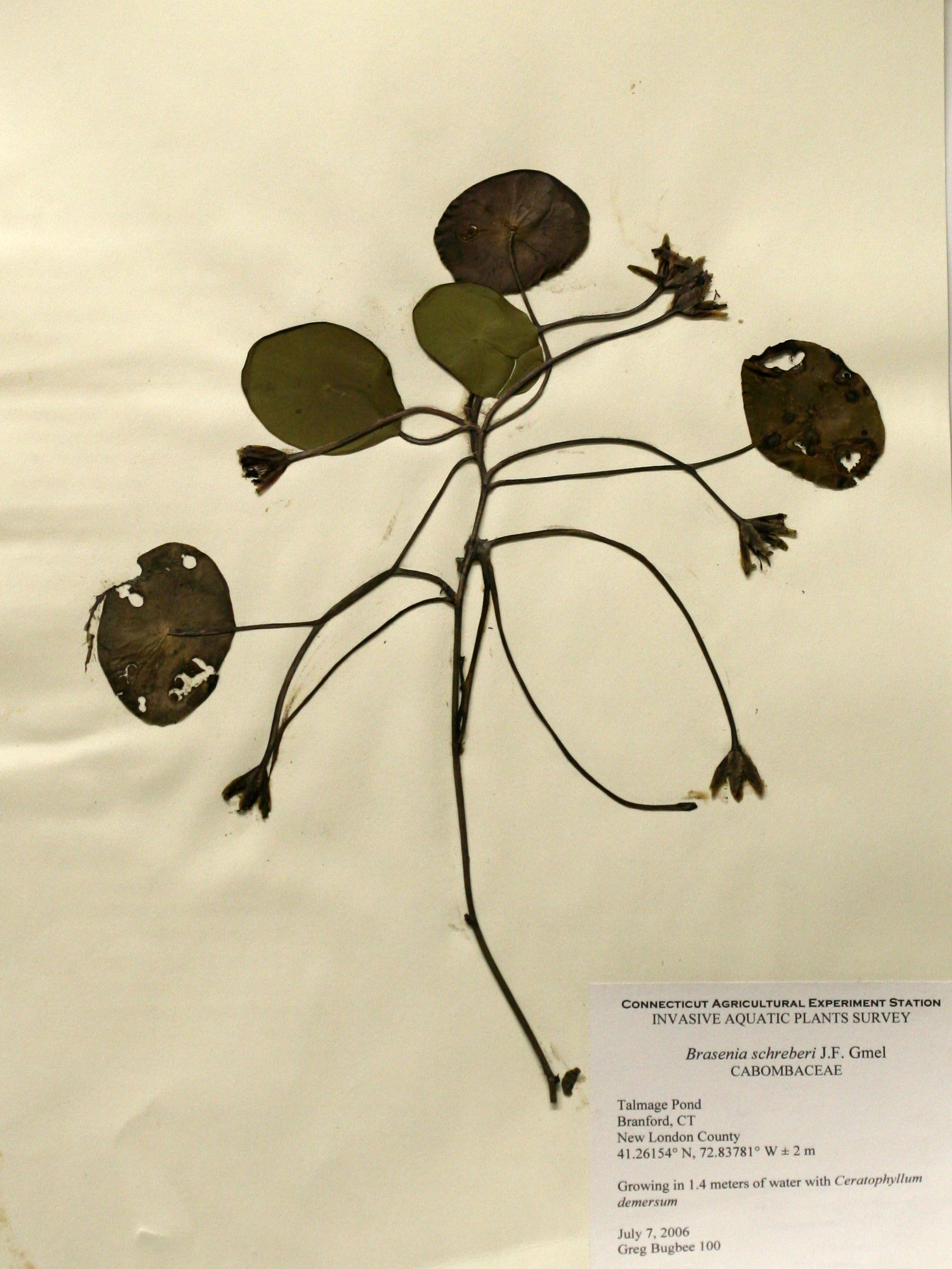 Watershield, Brasenia schreberi