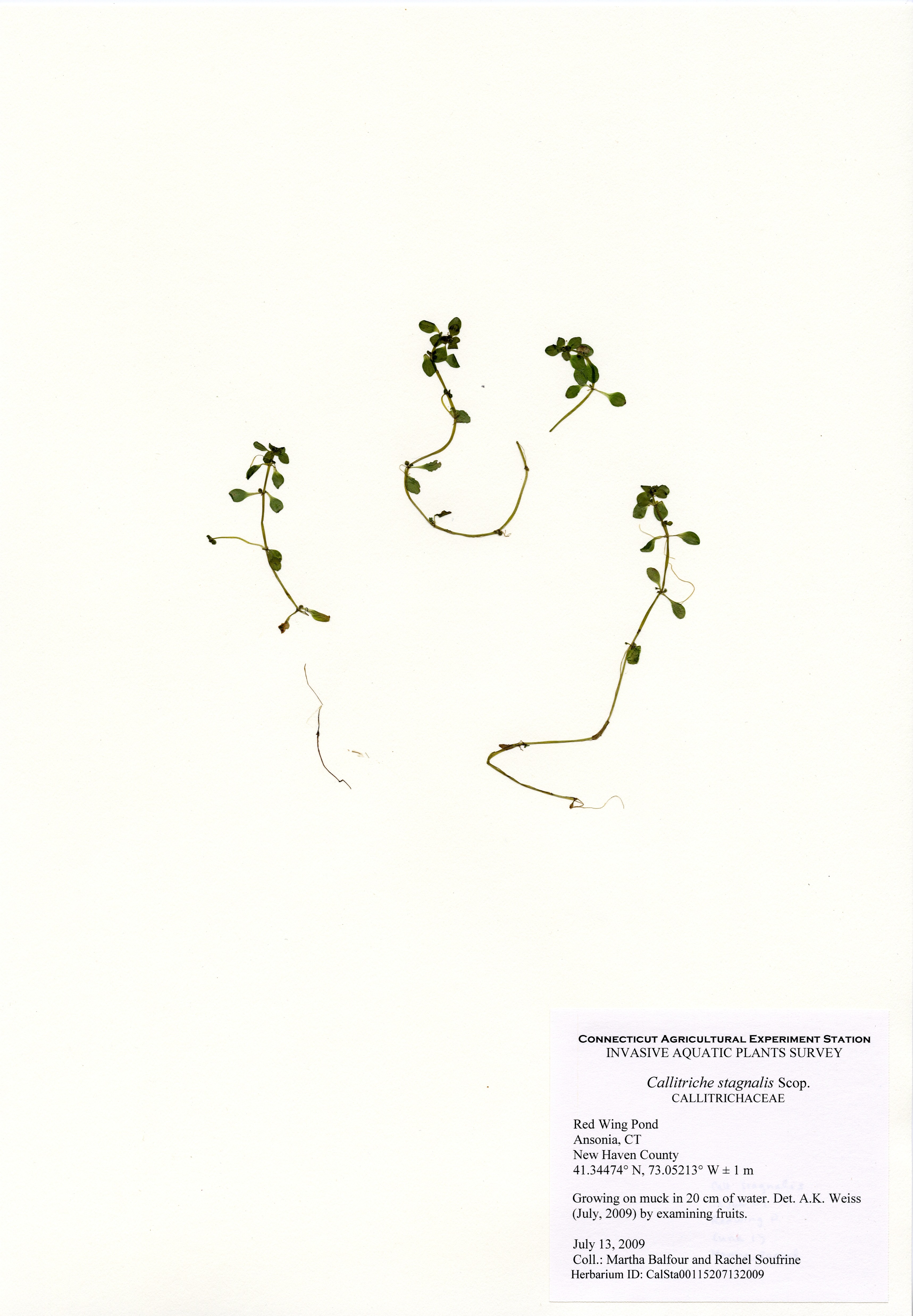 Callitriche stagnalis, Red Wing Pond, July 13, 2009