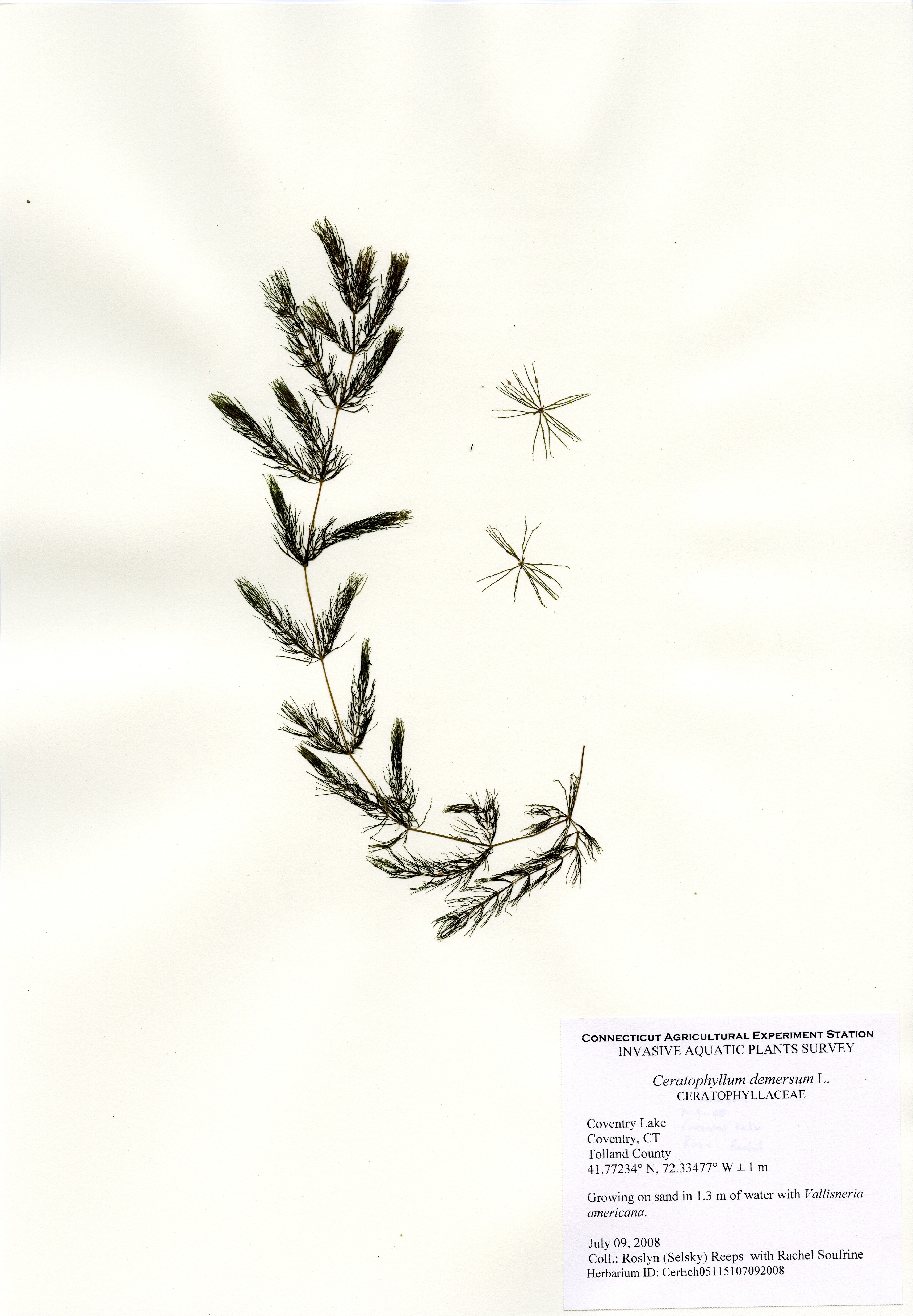 Ceratophyllym demersum, Coventry Lake, July 09, 2008