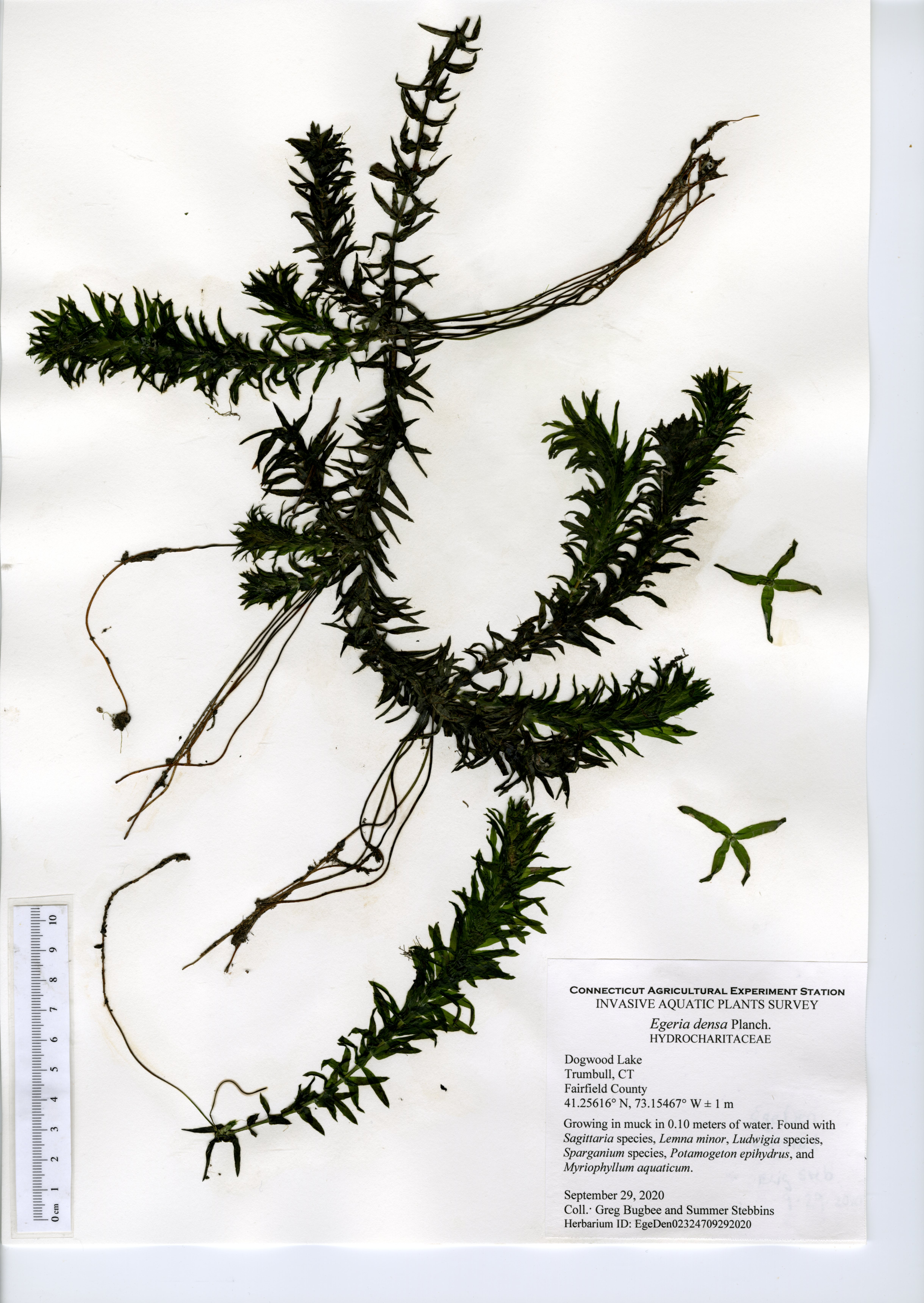 Egeria densa, Dogwood Lake in Trumbull, September 29, 2020