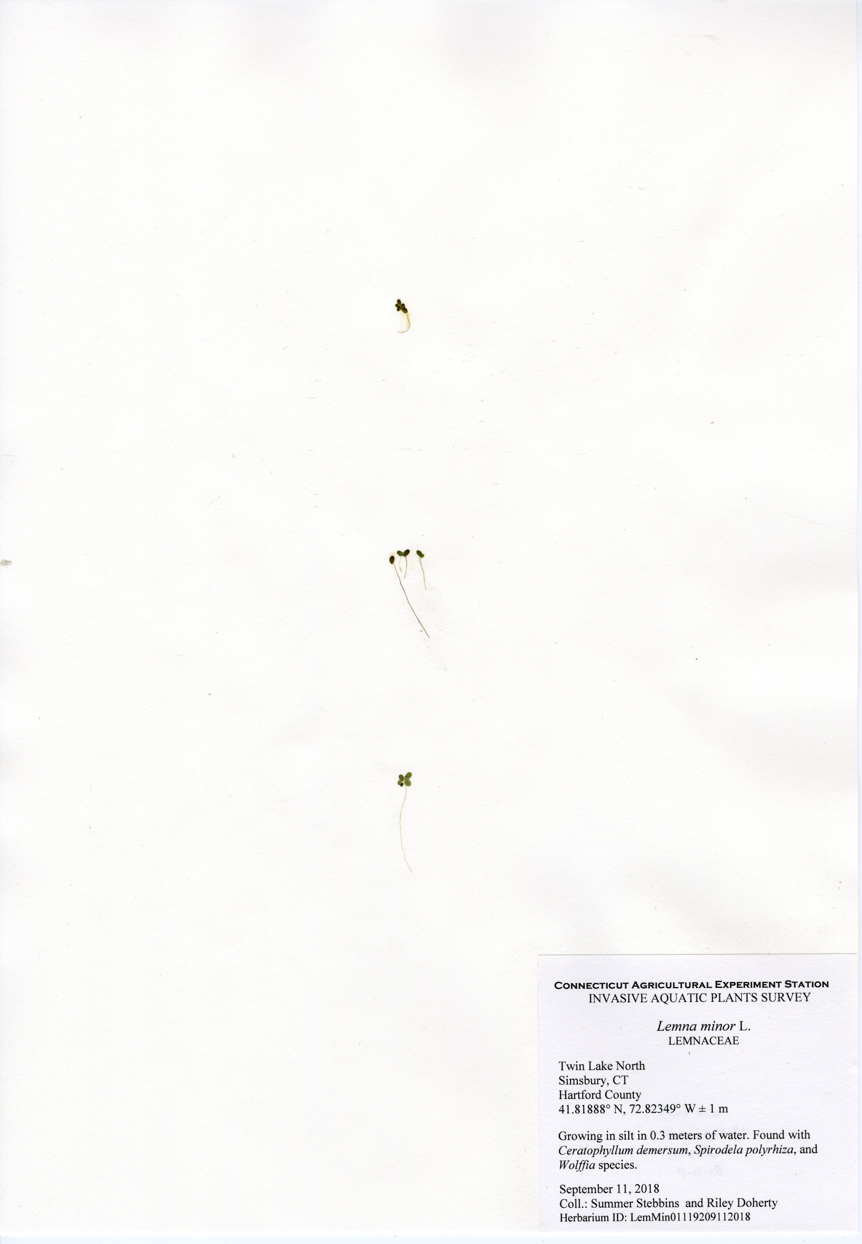 Lemna Minor, Twin Lake North in Simsbury, September 11, 2018