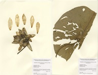 Nymphaea odorata ssp. tuberosa in Longmeadow Lake, Bethlehem, July 5. 2005