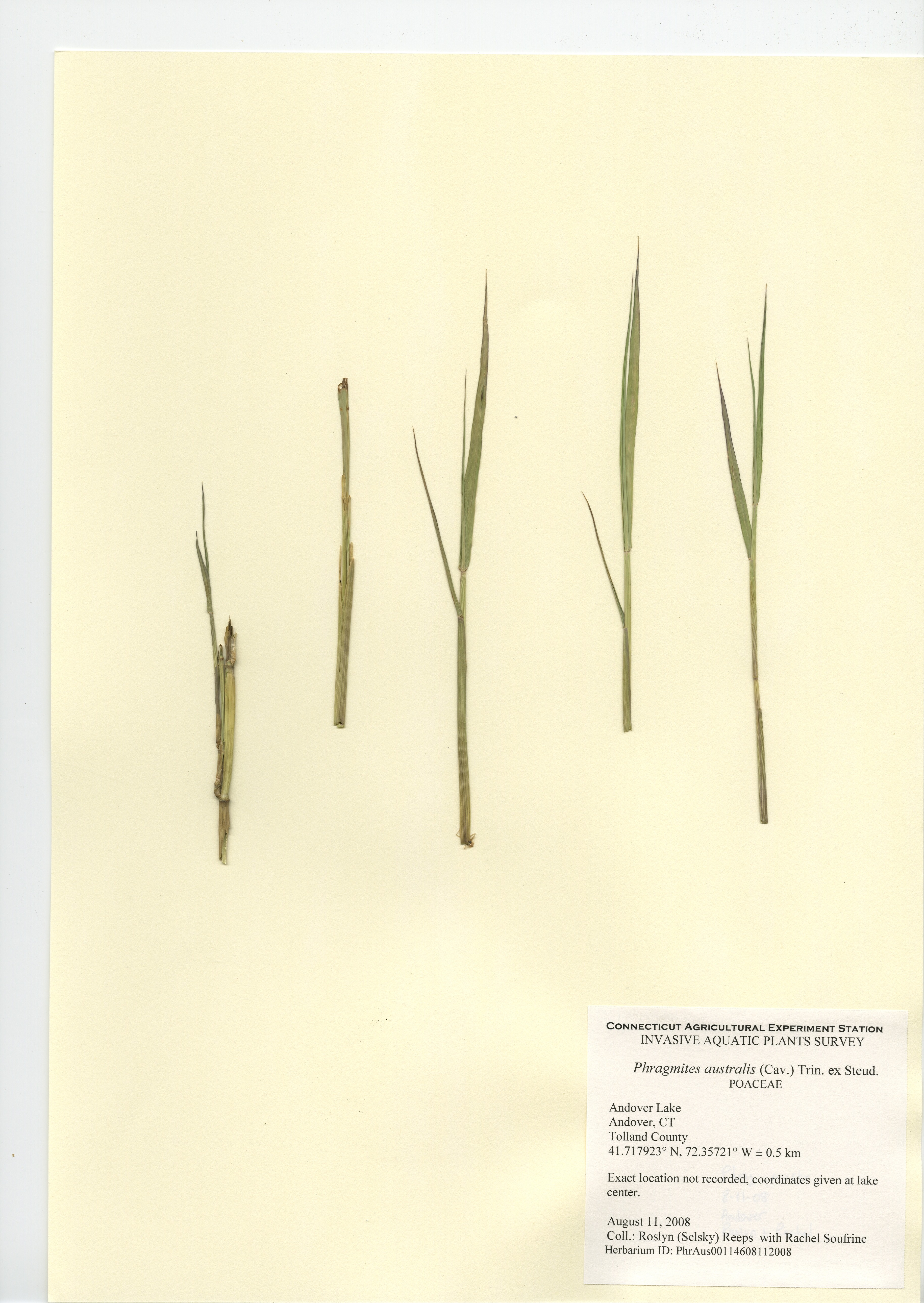 Phragmites australis, Andover Lake in Andover, August 11, 2008