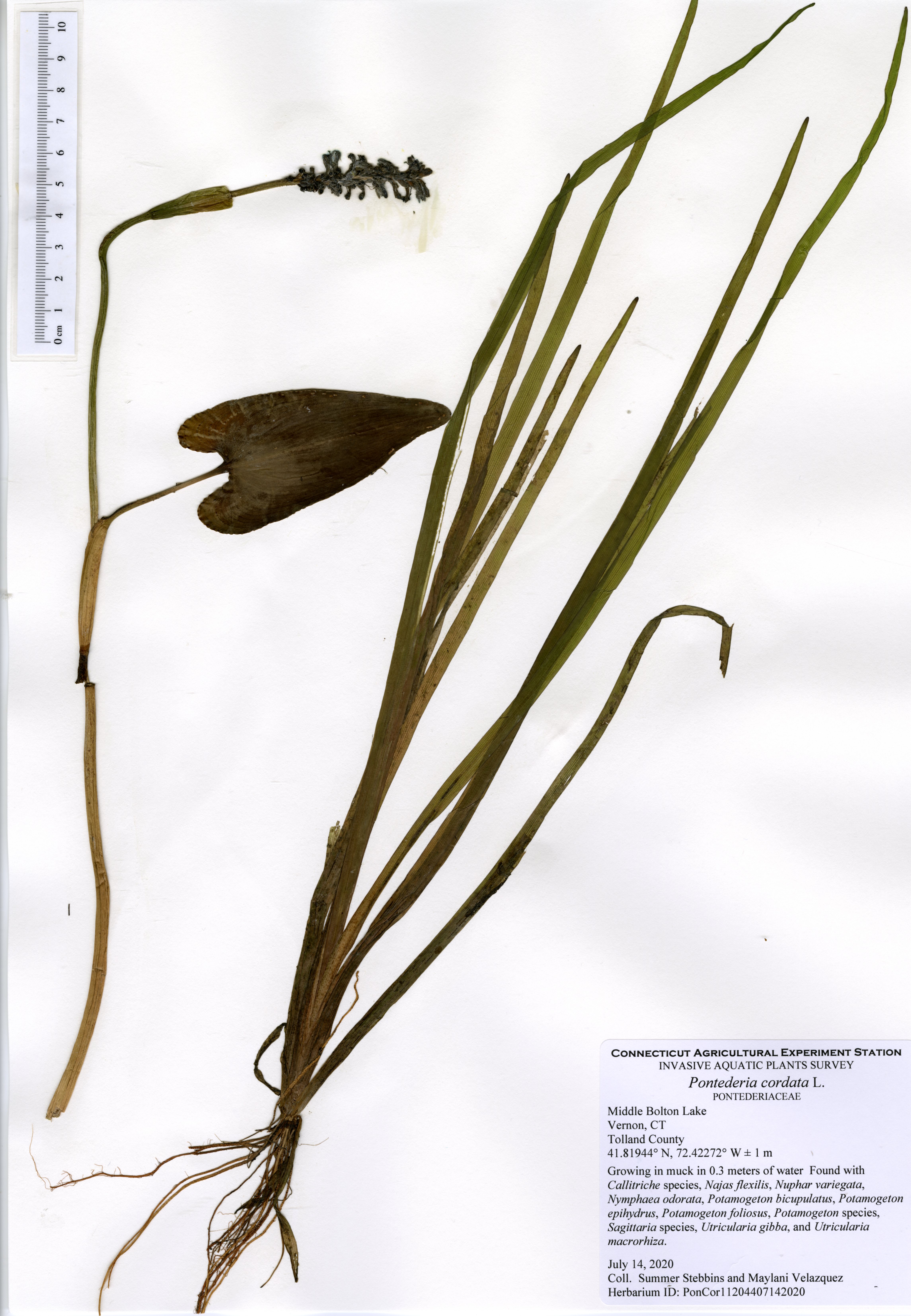 Pontederia cordata, Middle Bolton Lake in Vernon, July 14, 2020