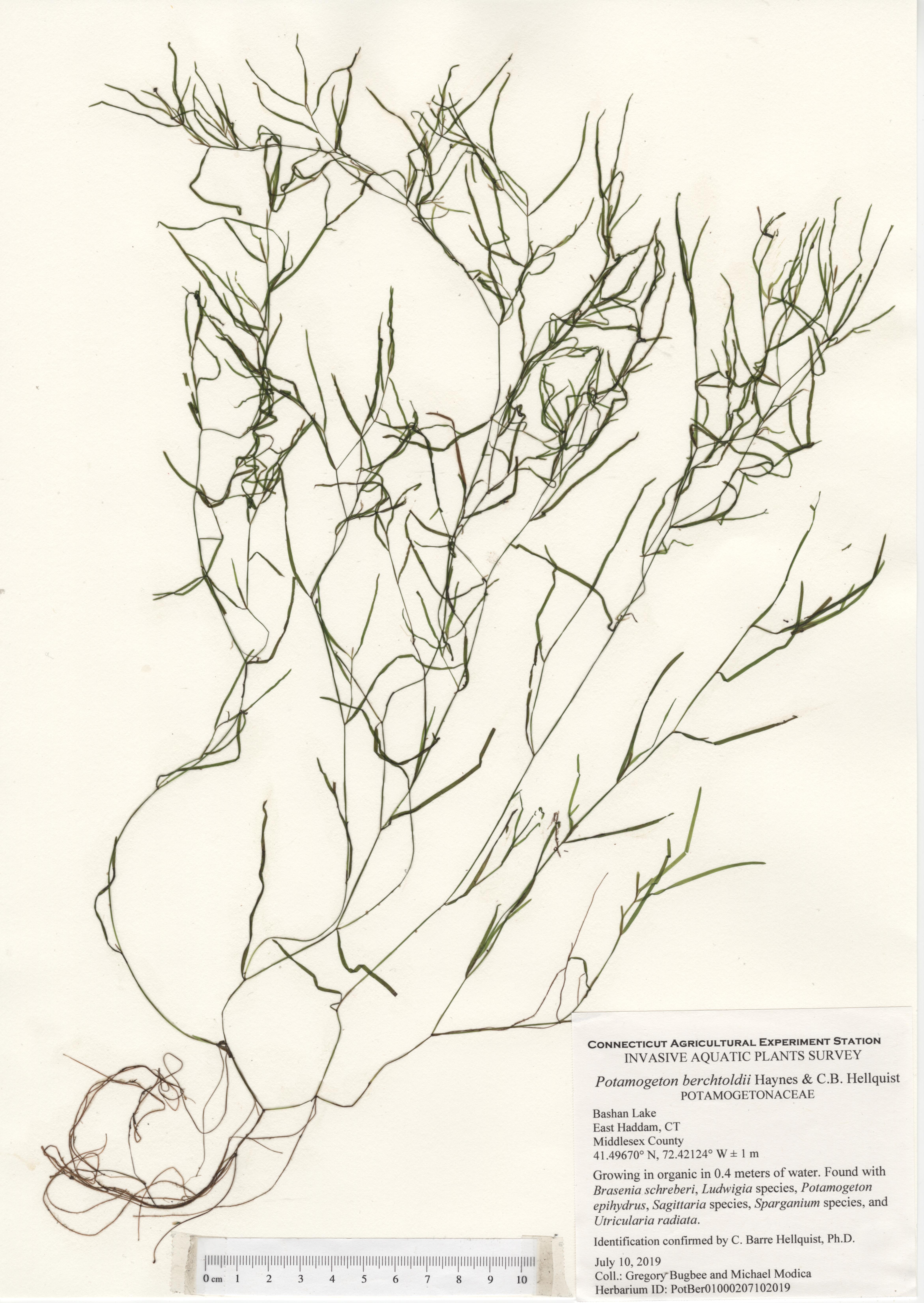 Potamogeton berchtoldii, Bashan Lake in East Haddam, July 10, 2019