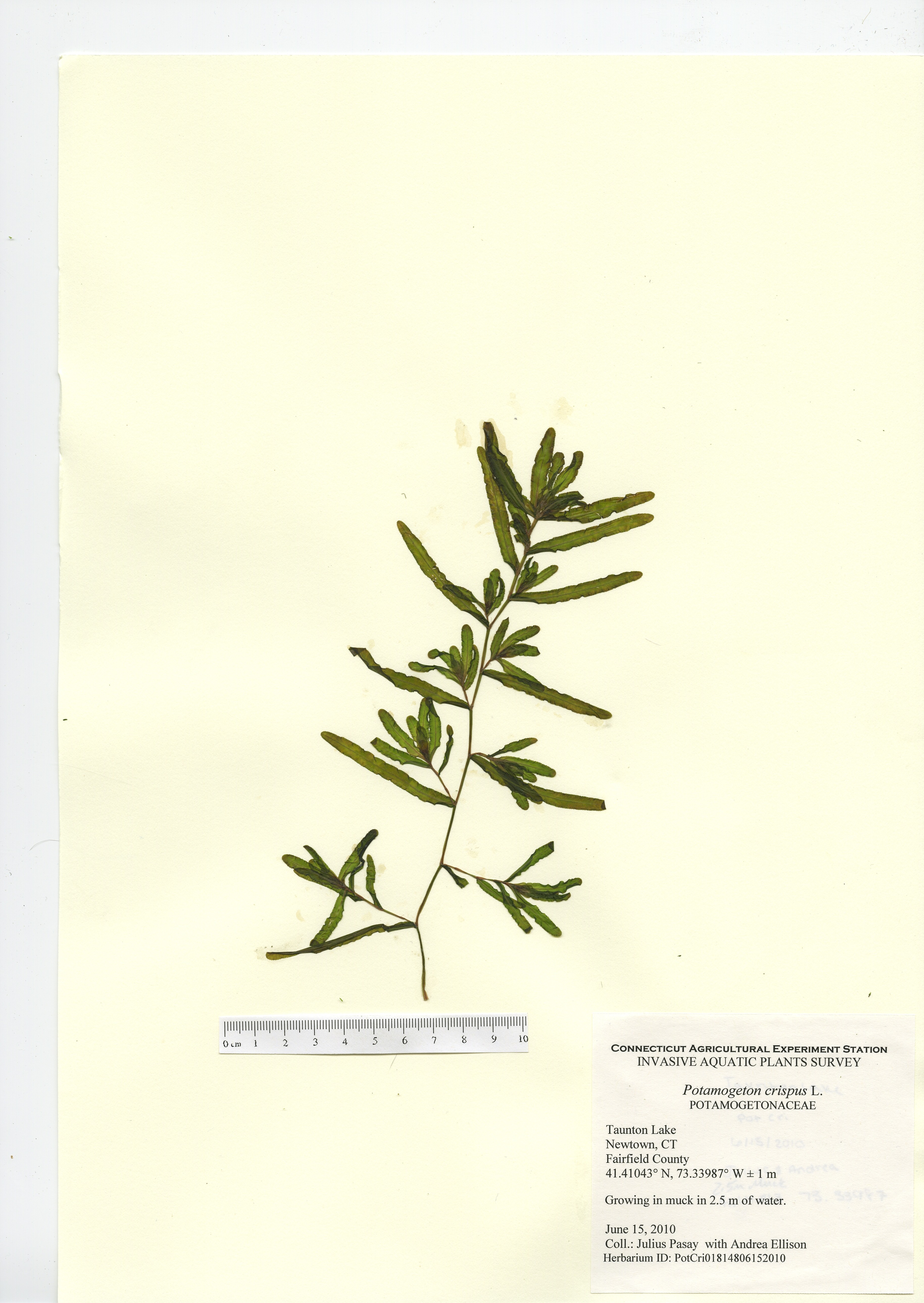 Potamogeton crispus, Taunton Lake in Newtown, June 15 2010