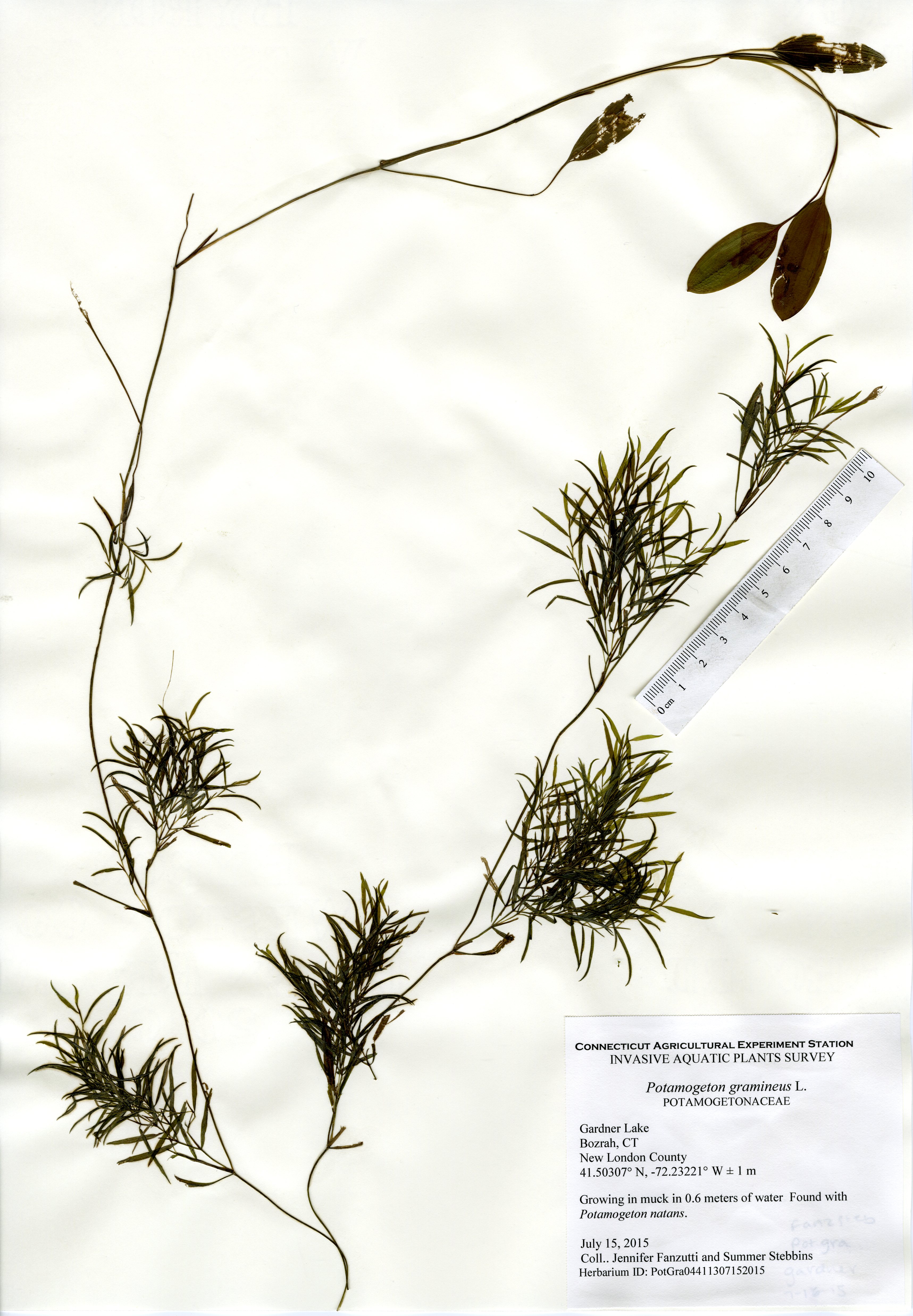 Potamogeton gramineus, Gardner Lake in Bozrah July 15, 2015
