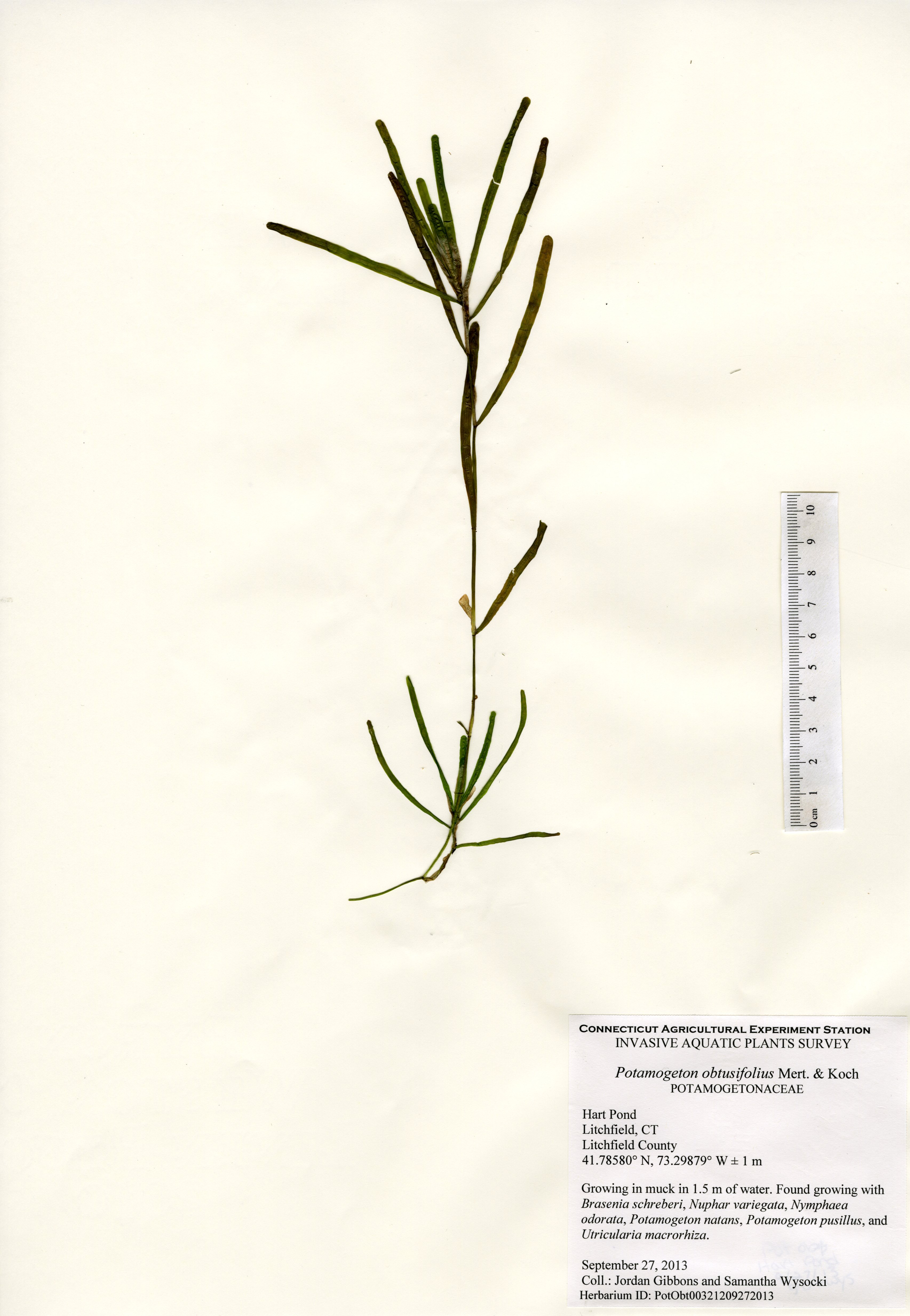Potamogeton obtusifolius, Hart Pond in Litchfield, September 27, 2013