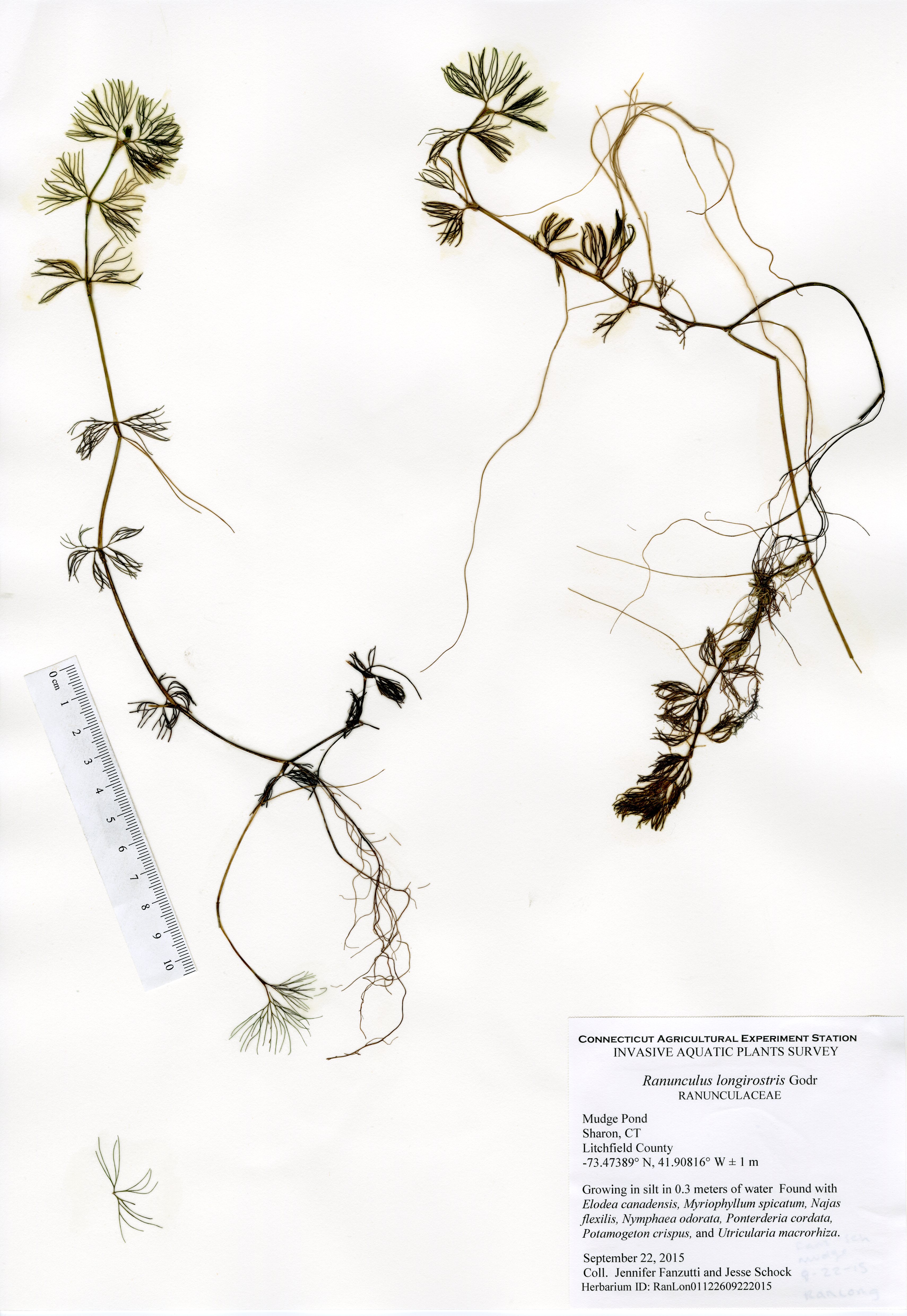 Ranunculus longirostris, Mudge Pond in Sharon, September 22, 2015