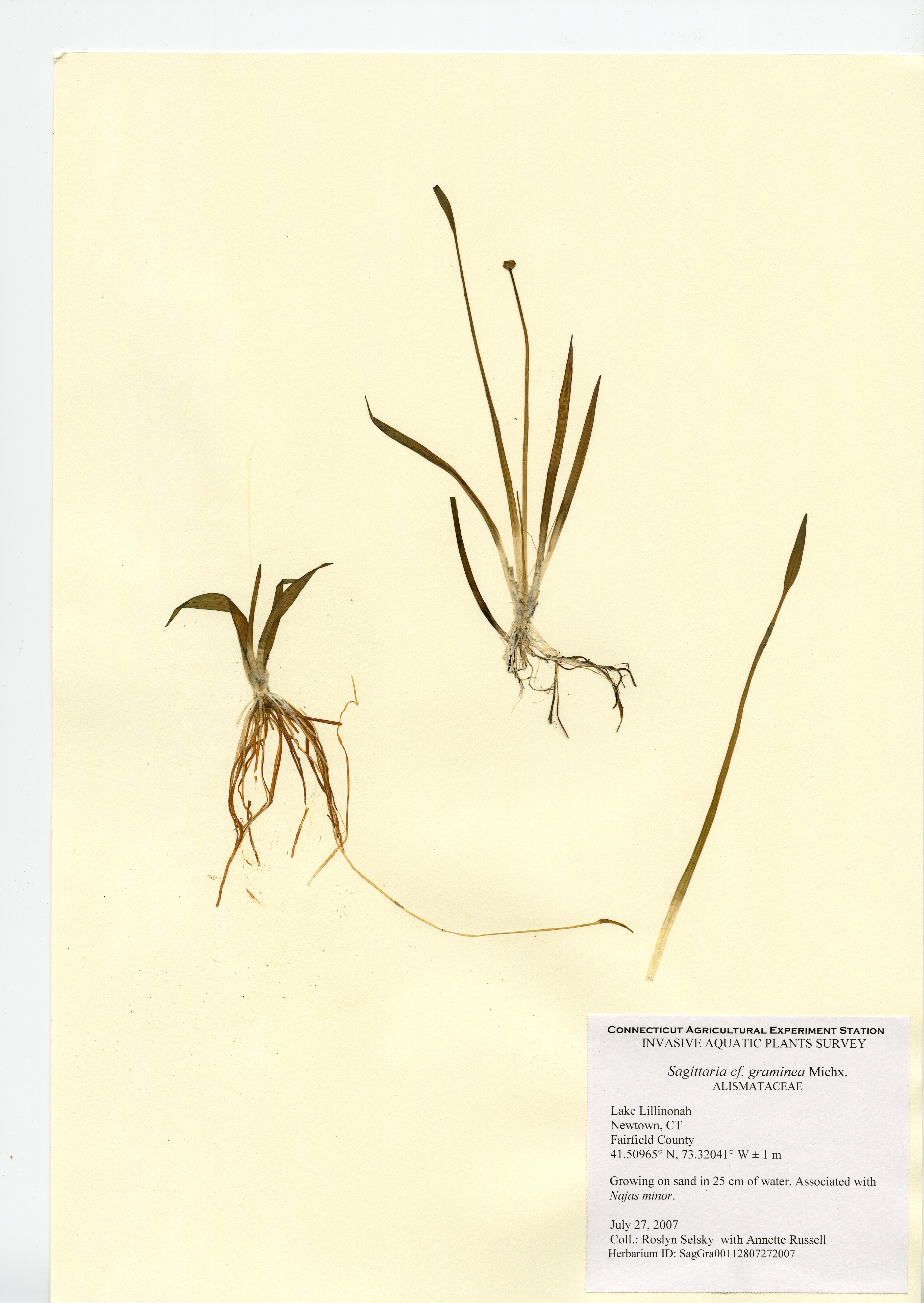 Sagittaria graminea, Lake Lillinonah in Newtown, July 27, 2007