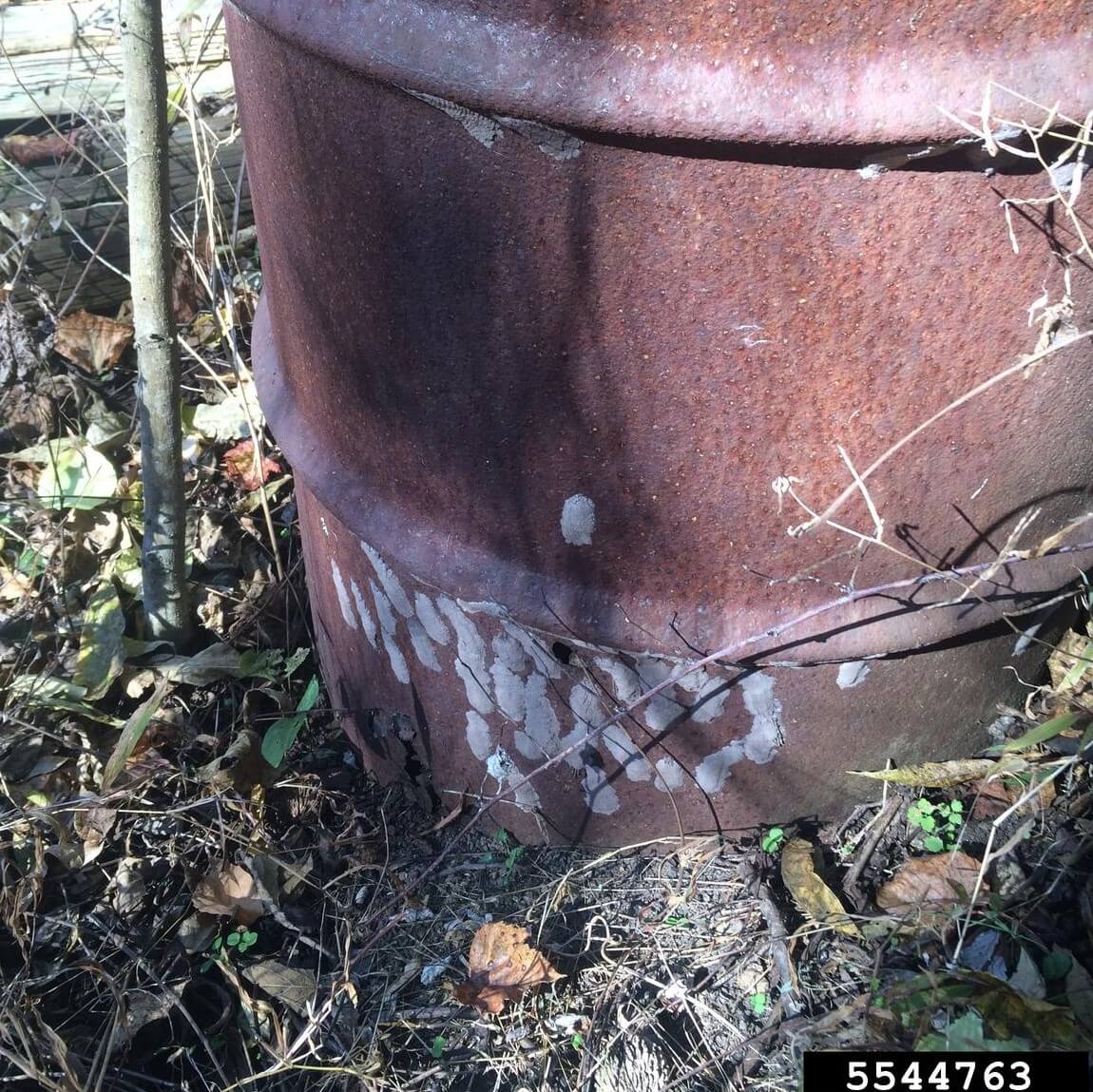 SLF eggs on metal barrel