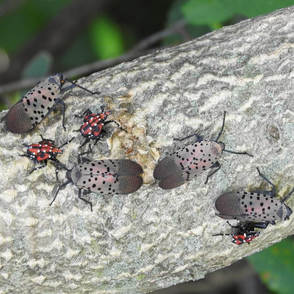 SLF adults and late stage nymphs