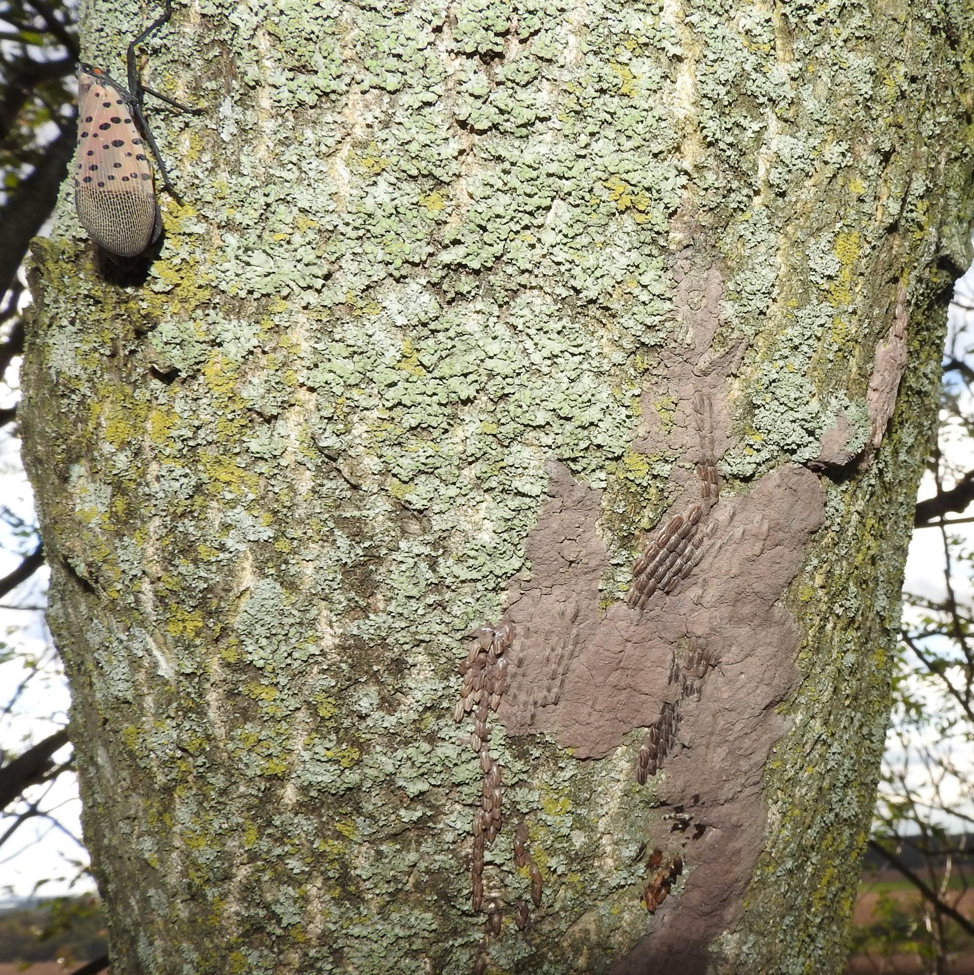SLF egg cases on tree trunk