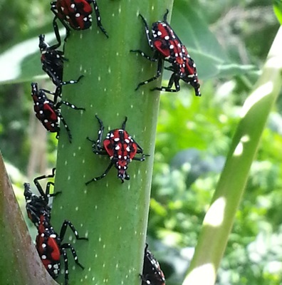 Third instar SLF nymph