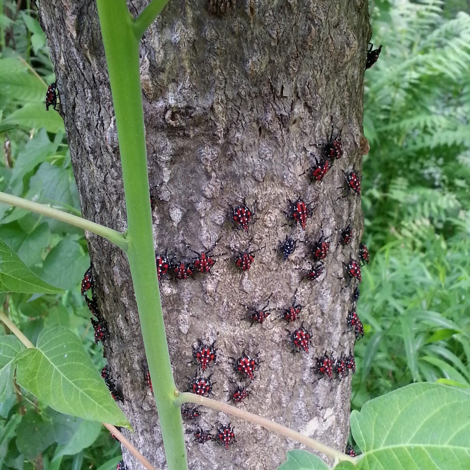 SLF nymphs of various stages