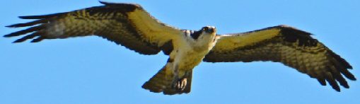 Osprey