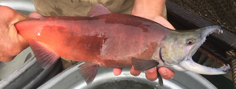 Male kokanee in spawning condition.