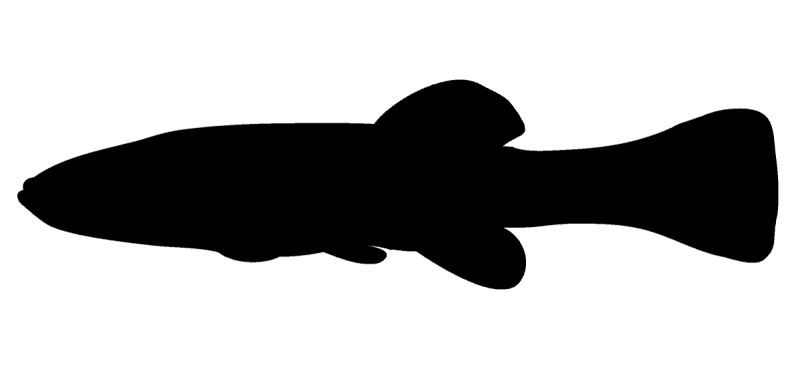 Killifish silhouette. 