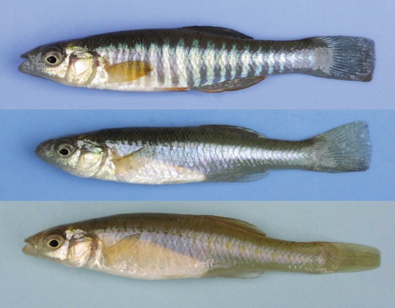 Three banded killifishes.