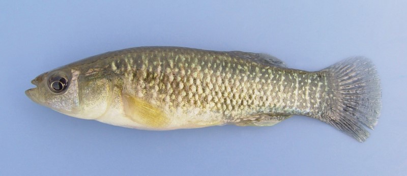 8 cm mummichog.