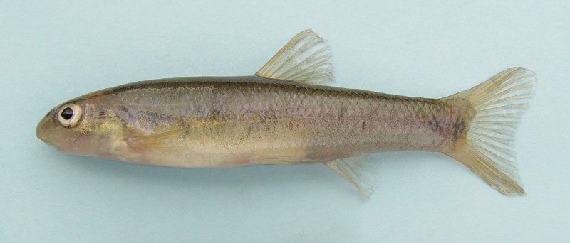 8 cm cutlips minnow.