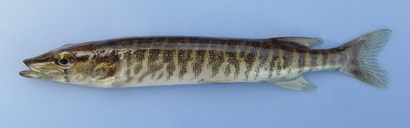 8 cm redfin pickerel.