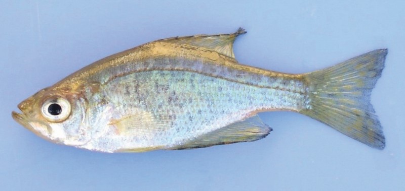 6 cm juvenile black crappie.