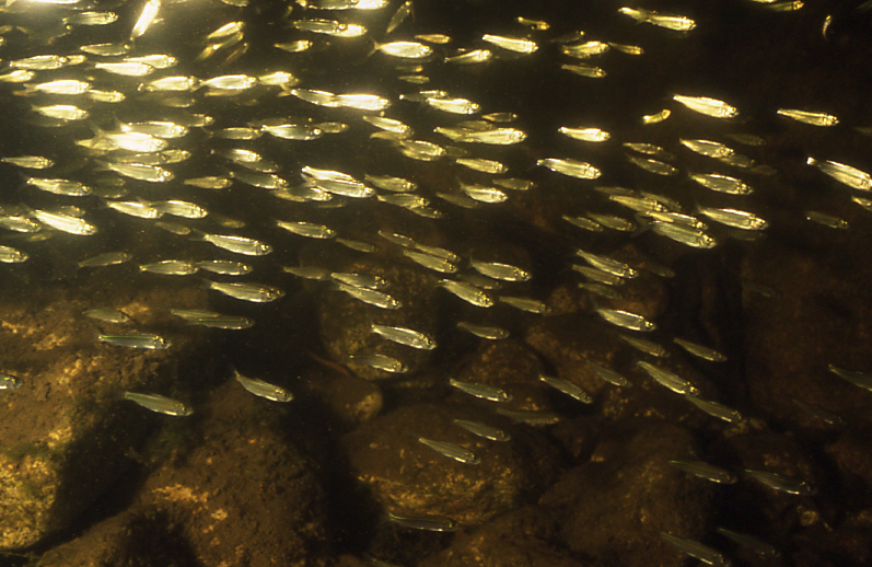 Alewives leaving  Rocky Neck