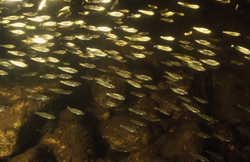 Alewives leaving Rocky Neck