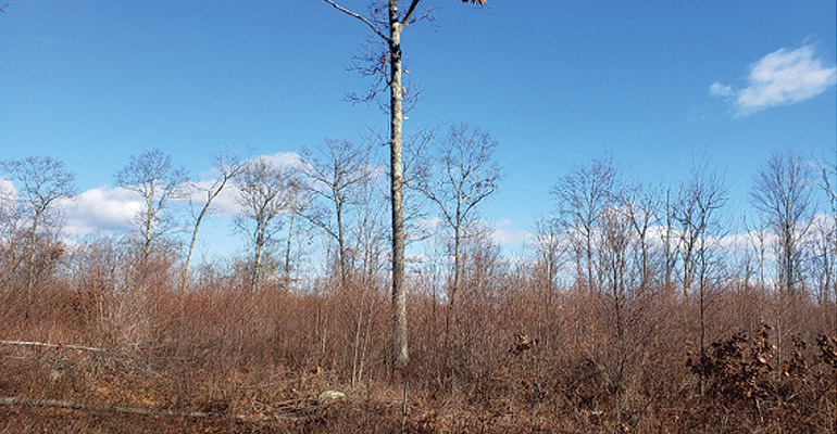 Irregular Shelterwood Harvest After