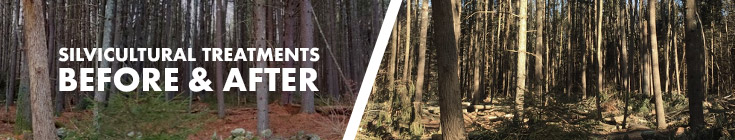 Silvicultural treatments before and after headline image