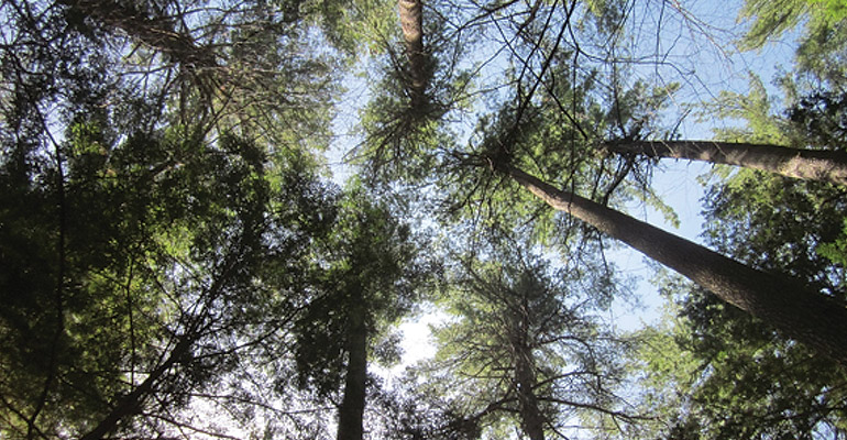 White Pine Thinning Before