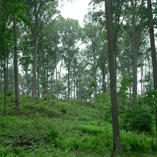Post shelterwood harvest in Cockaponset State Forest, CT