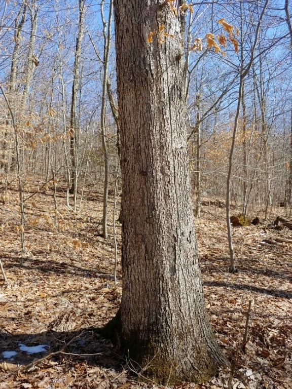 White Oak Bark