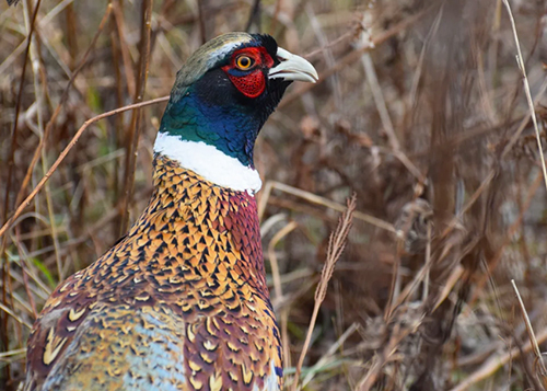 Ring-necked Pheasant