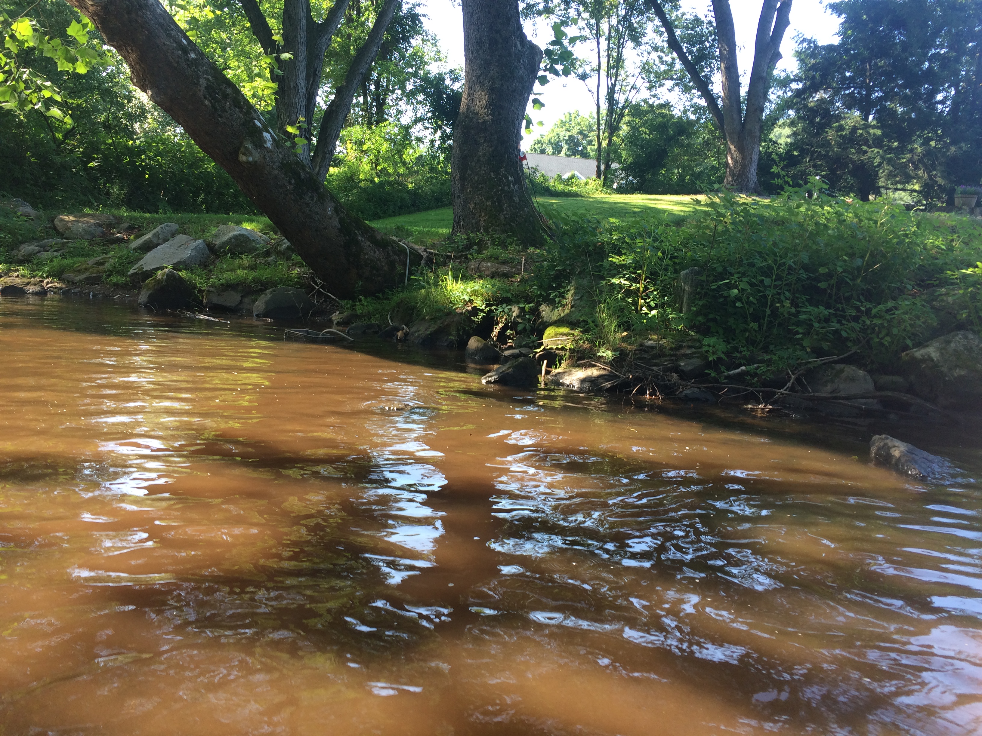 A stream with rust colored water.