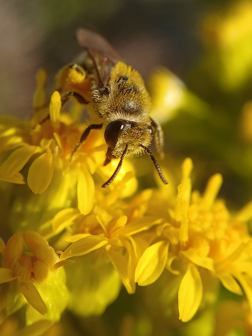 Beach Dune Cellophane Bee (Colletes speculiferus)