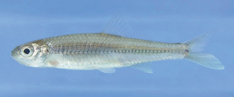 6 cm mimic shiner.