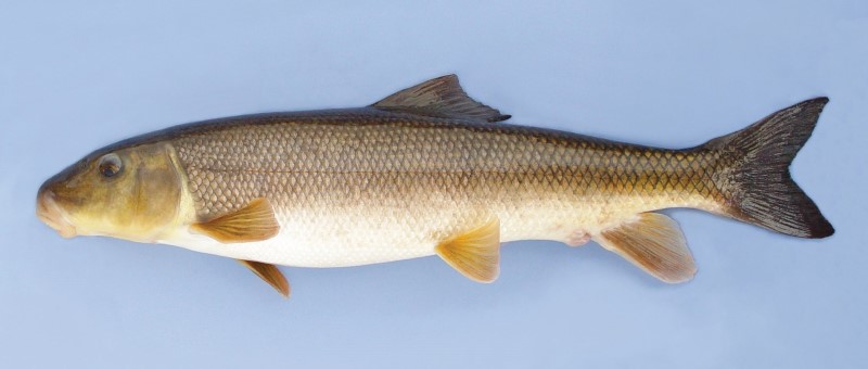 48 cm white sucker.