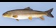 48 cm white sucker.
