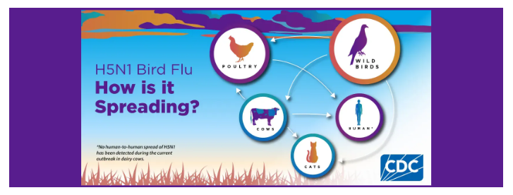 H5N1 Transmission