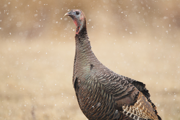 Turkey